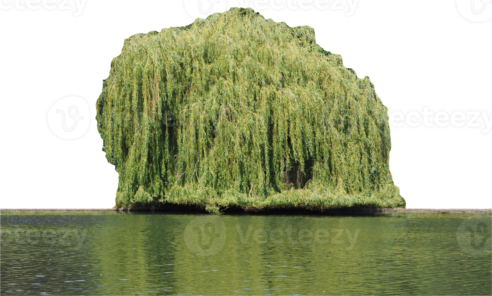 weeping willow tree transparent PNG