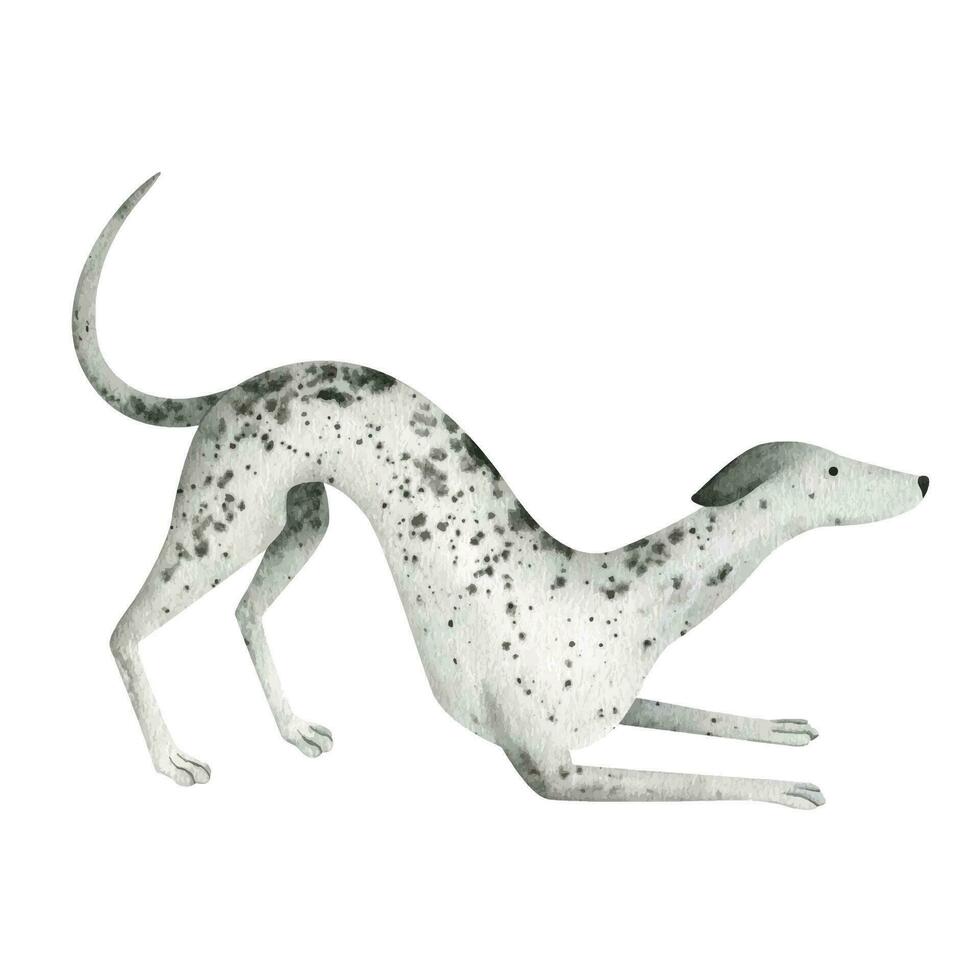 lebrel perro. un mascota perro. un galgo. un gris mármol de colores sabueso perro en un en el del jugador pose. acuarela ilustración. aislado. para diseño, Moda imprimir, camiseta, tarjeta, bandera, etiqueta. vector