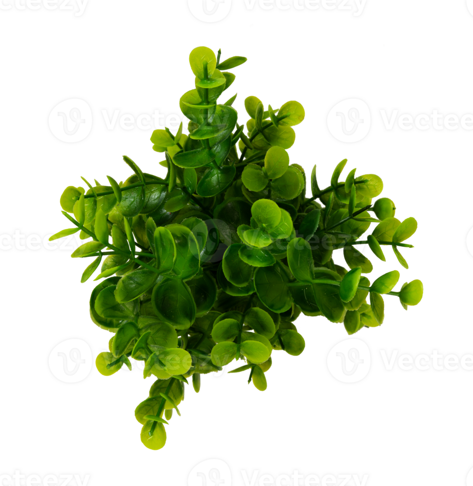natural green plant isolated element png