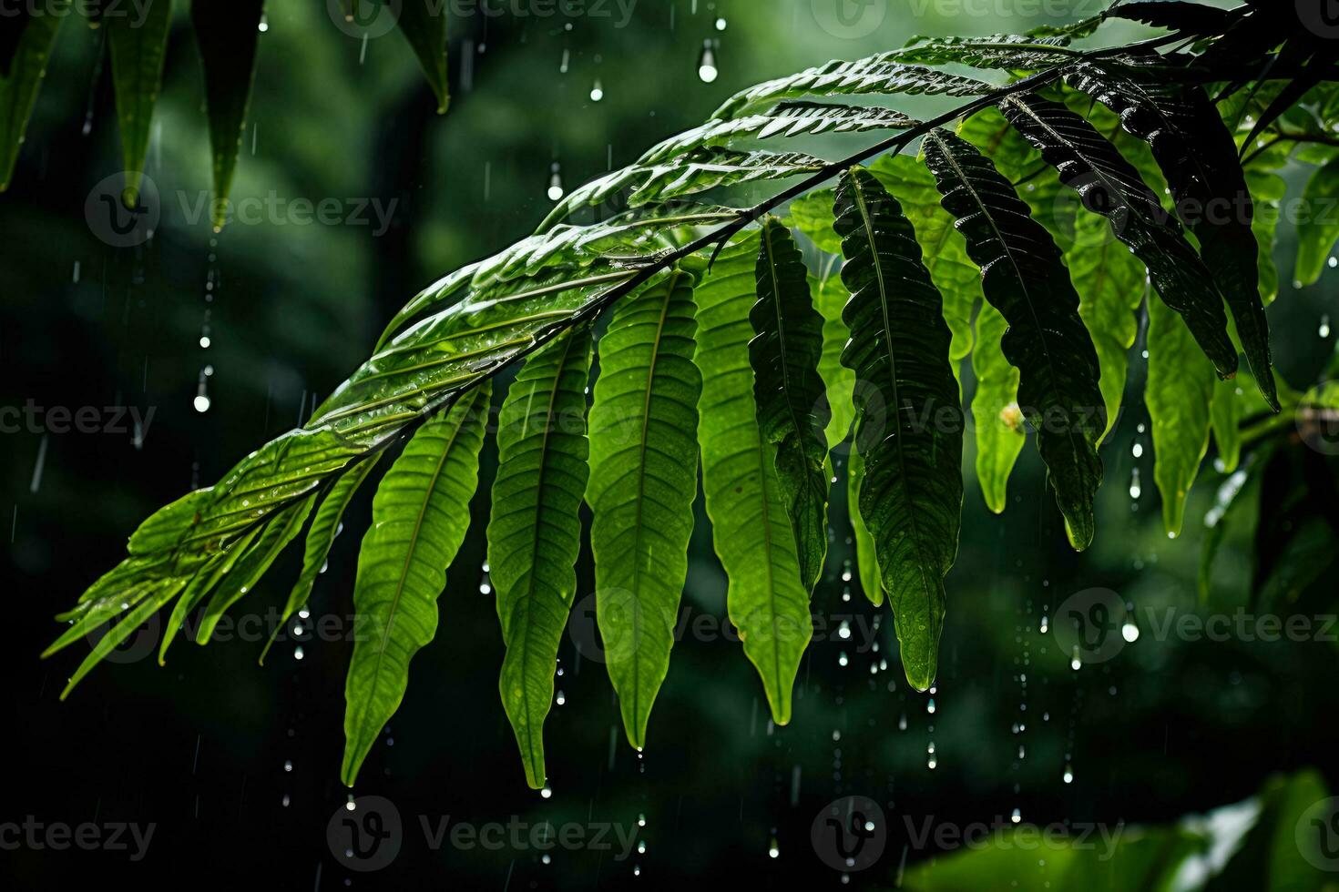 Raindrops clinging to foliage vividly showcasing the aftermath of a tropical storm photo