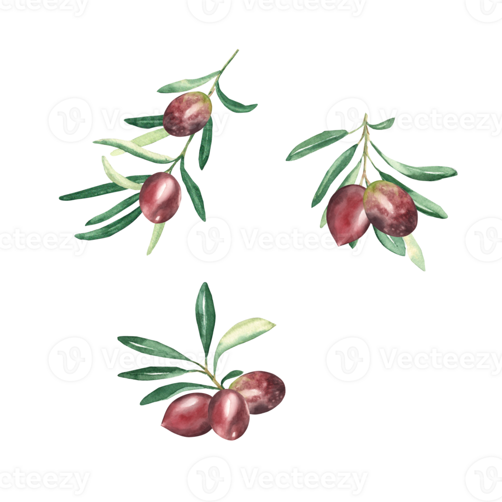 Olive branches with red olives set. Watercolor hand drawn botanical illustration. Can be used for cards, menu, logos, cosmetic, food packaging design png