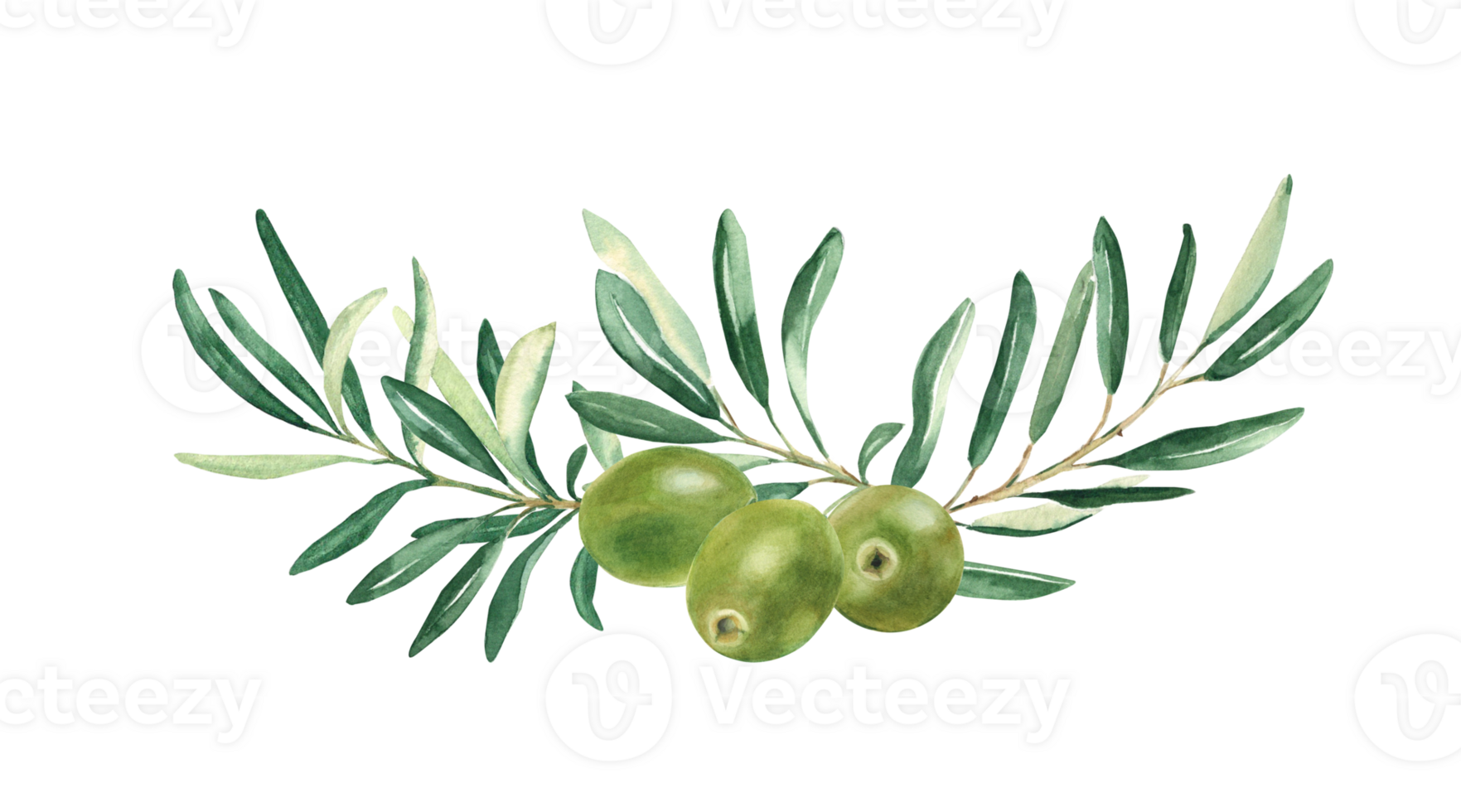 Olive branches horizontal bouquet with green olives. Watercolor hand drawn botanical illustration. Can be used for cards, menu, logos, cosmetic, food packaging design png