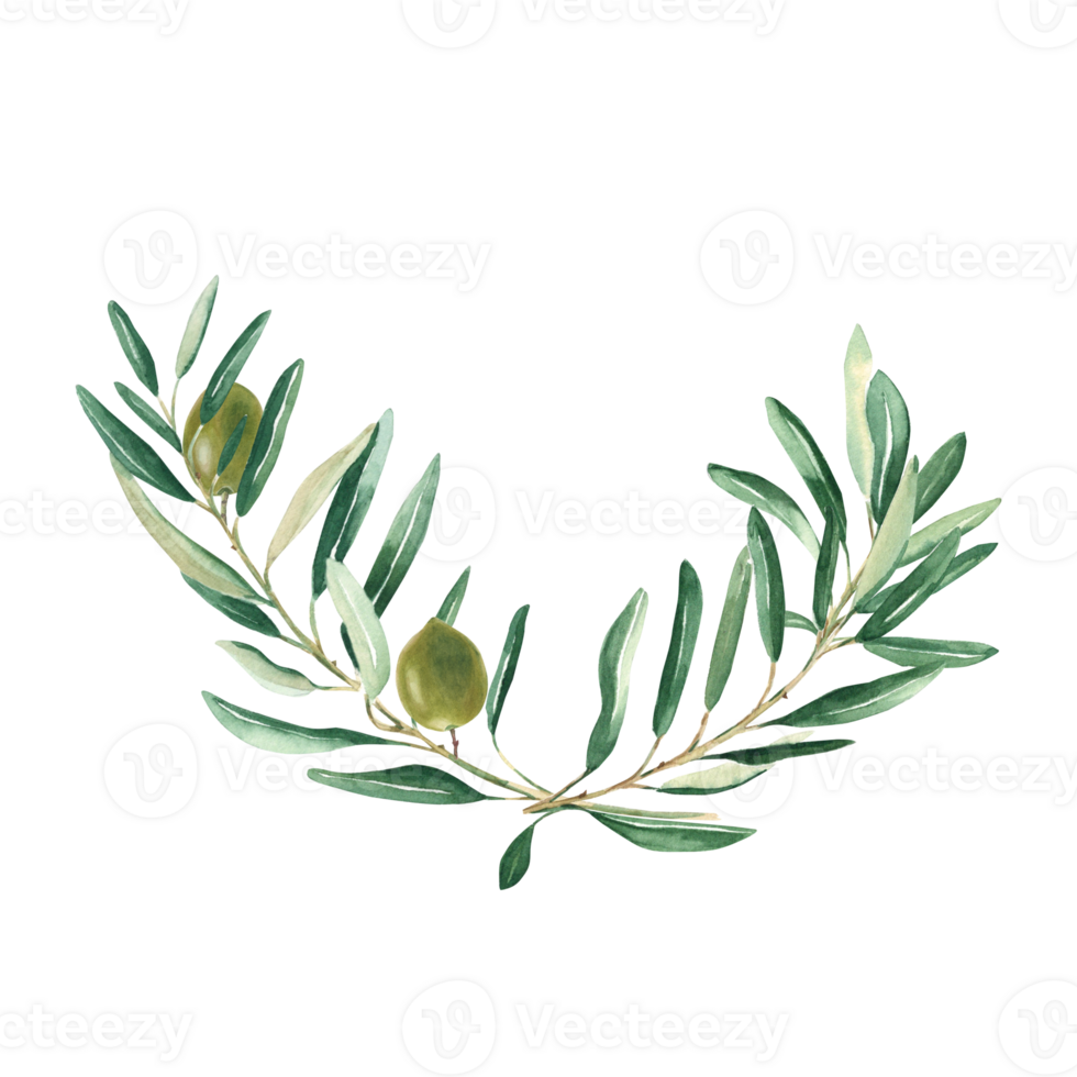 Olive branches bouquet with green olives. Watercolor hand drawn botanical illustration. Can be used for cards, menu, logos, cosmetic, food packaging design png