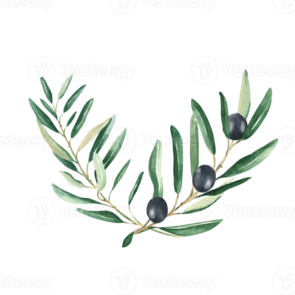 Olive bouquet, branches with black olives. Watercolor hand drawn botanical illustration. Can be used for cards, menu, logos, cosmetic, food packaging design png