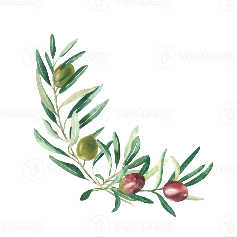 Olive branches bouquet, corner with green and red olives. Watercolor hand drawn botanical illustration. Can be used for cards, menu, logos, cosmetic, food packaging design. png
