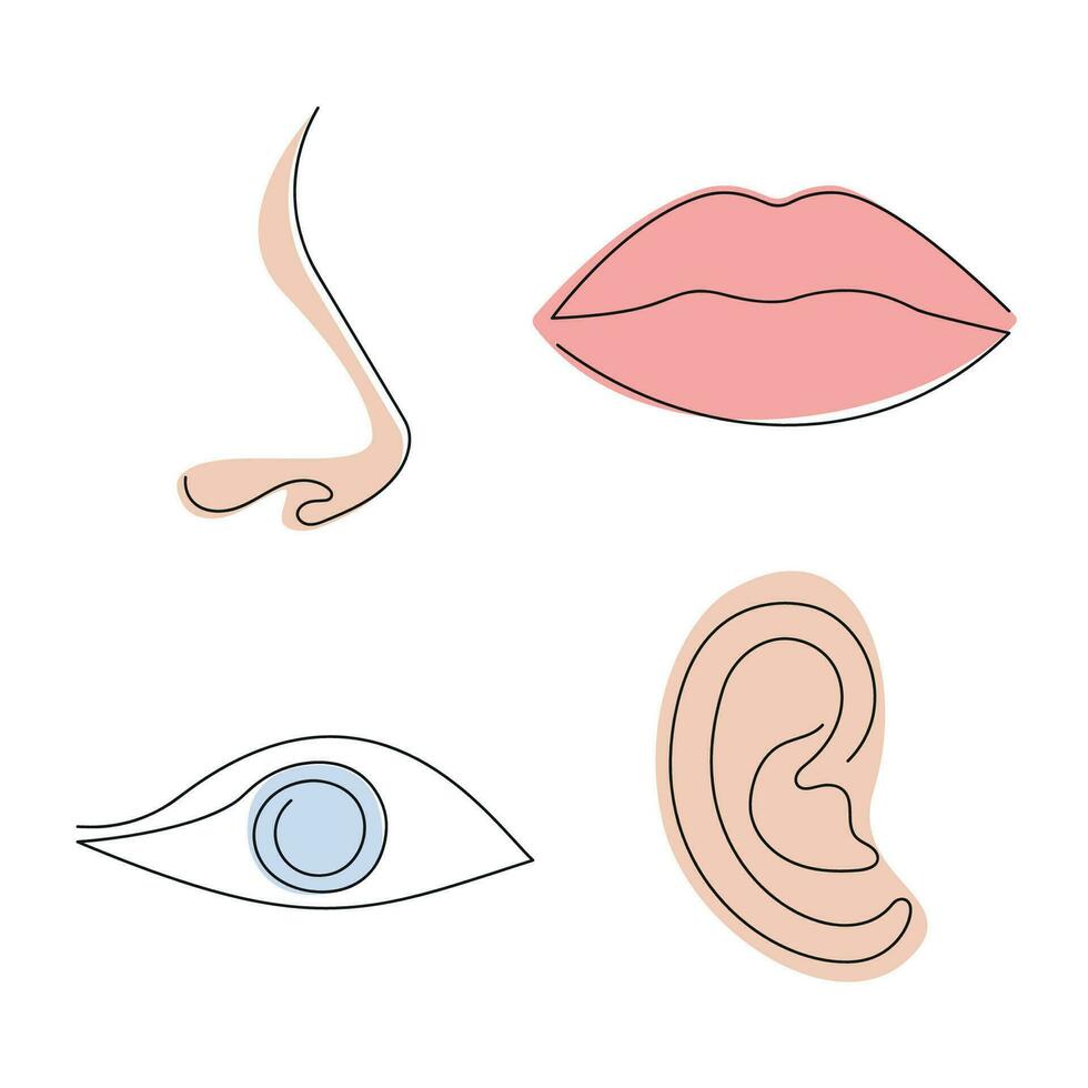 partes de el cara ojo, labios, nariz, oído dibujado en uno continuo línea. uno línea dibujo, minimalismo vector ilustración.