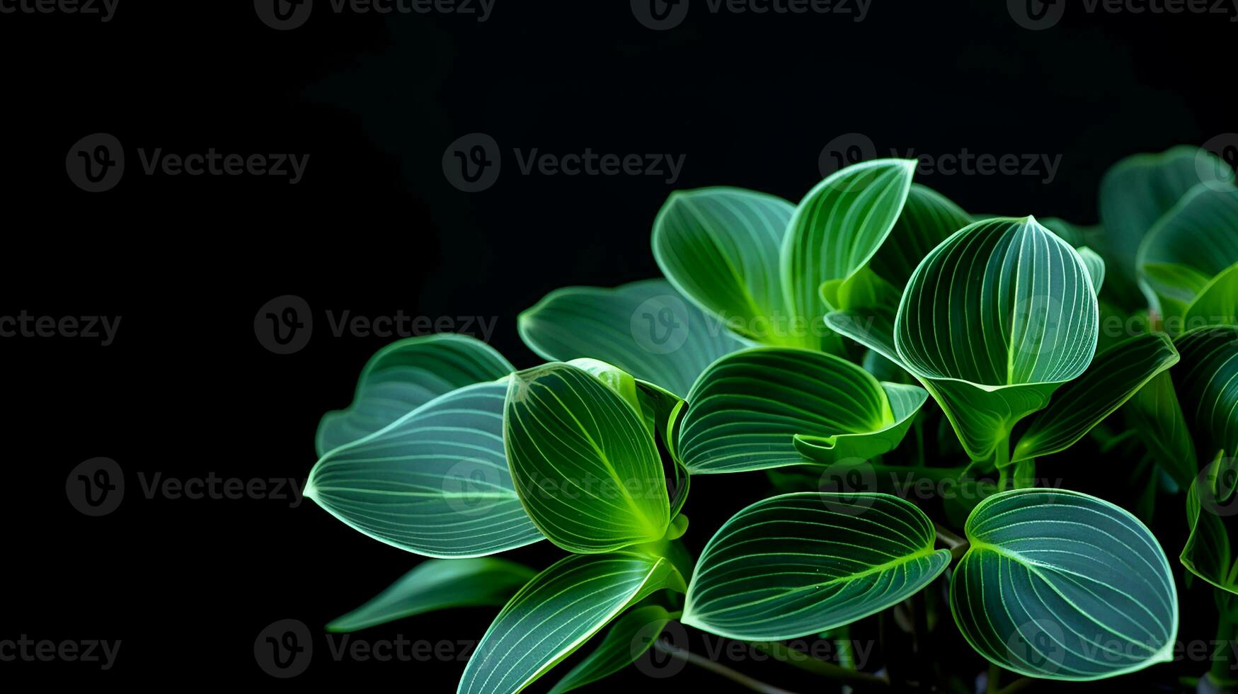 Photo of beautiful Peperomia flower isolated on white background. Generative AI