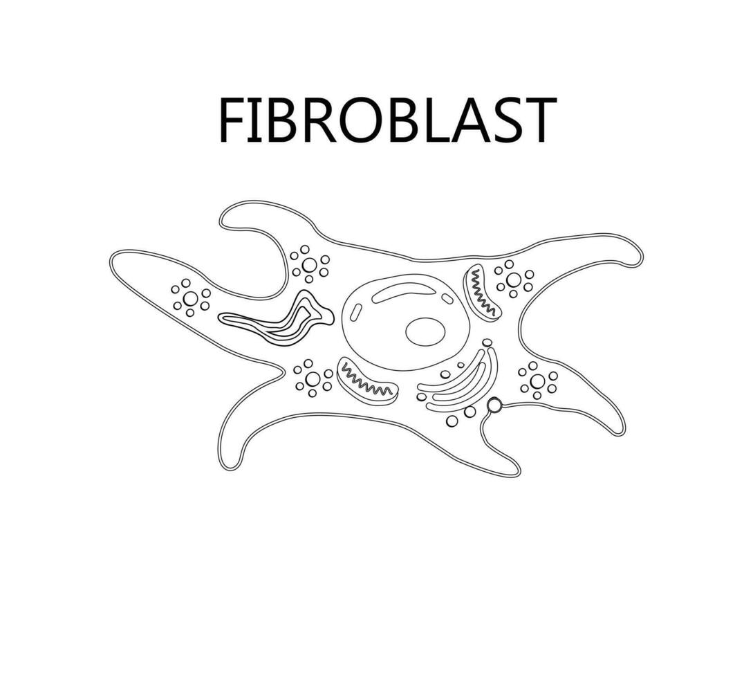 colágeno y fibroblasto. piel con colágeno fibras y células ese sintetizar colágeno de cerca de fibroblasto estructura vector