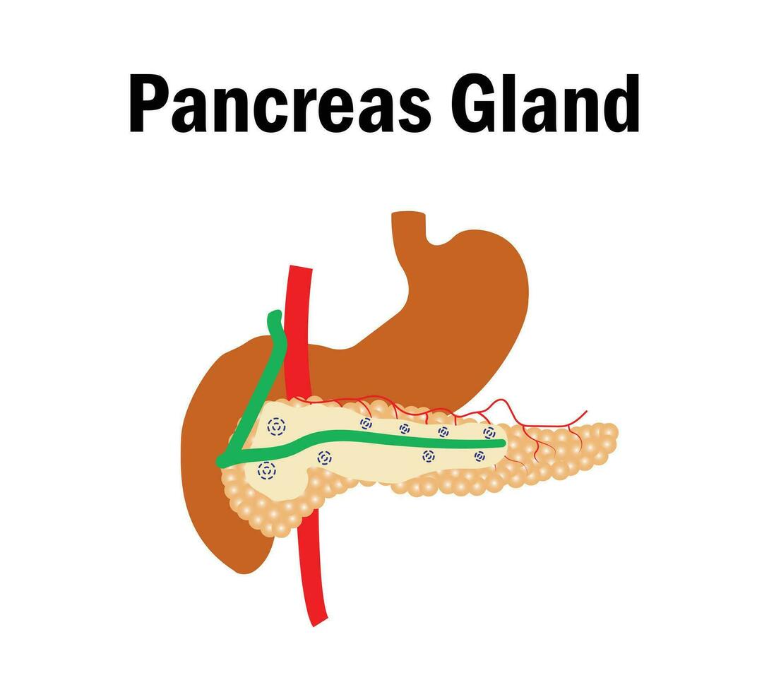 The islets of Langerhans of the pancreas, The islets of Langerhans contain alpha, beta, and delta cells vector