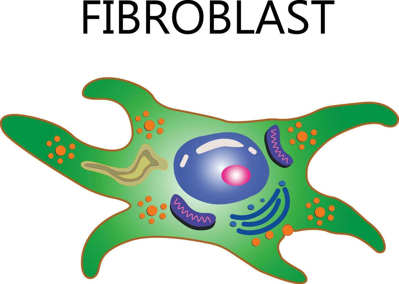 Collagen and fibroblast. Skin with Collagen fibers and cells that synthesize collagen. Close-up of fibroblast structure vector