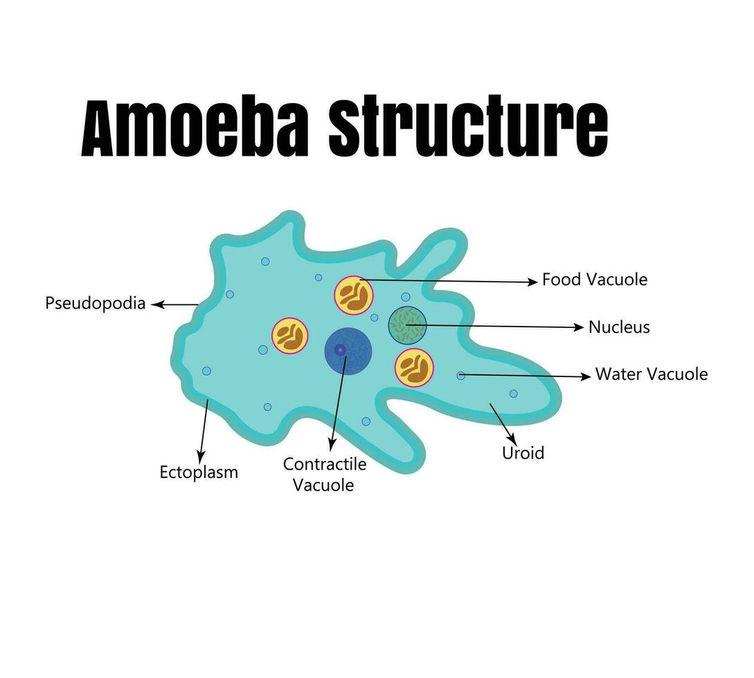 Vector illustration of amoeba anatomy. Educational structure
