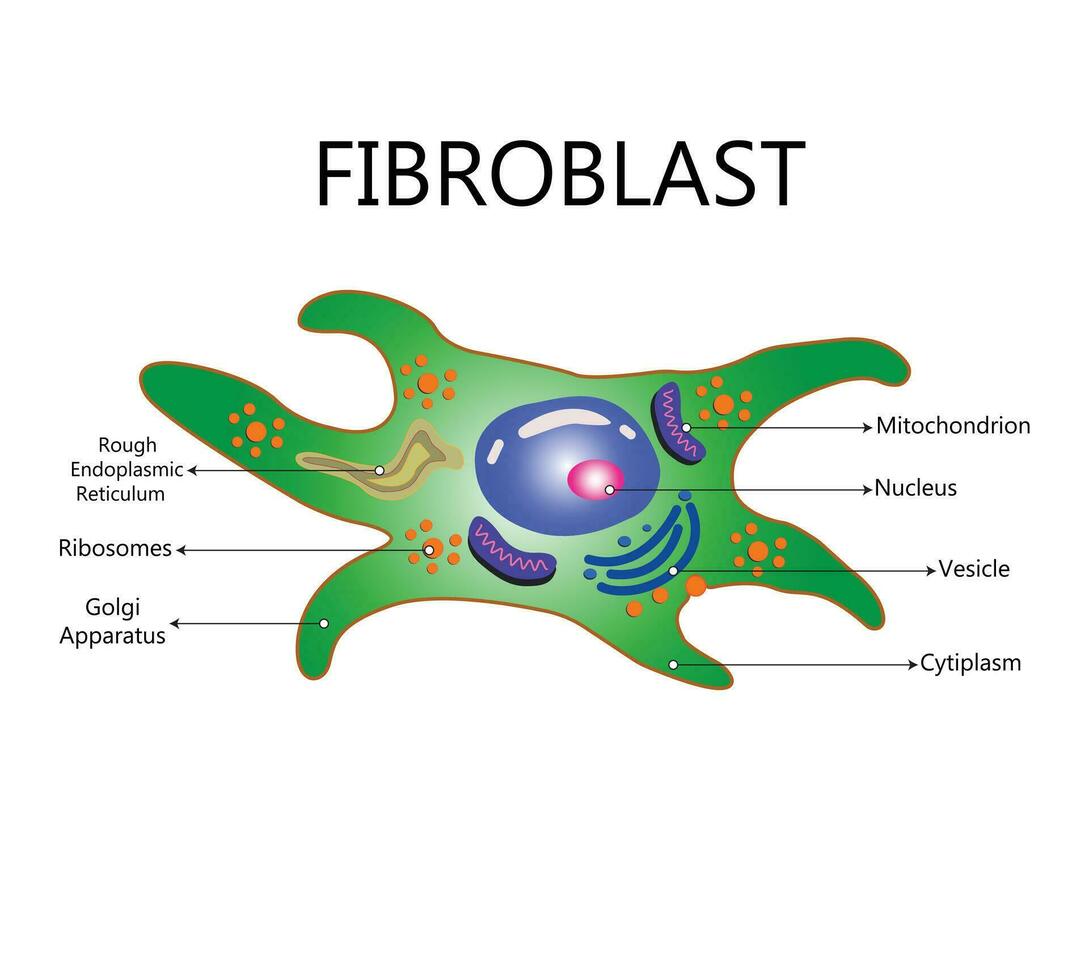 Collagen and fibroblast. Skin with Collagen fibers and cells that synthesize collagen. Close-up of fibroblast structure vector