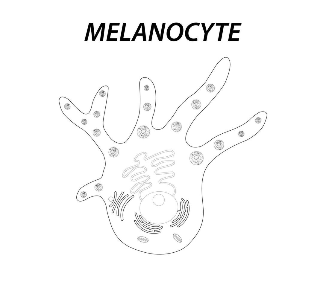 Melanocyte structure and anatomy. melanin-producing cells. Melanin is the pigment responsible for skin color. vector poster