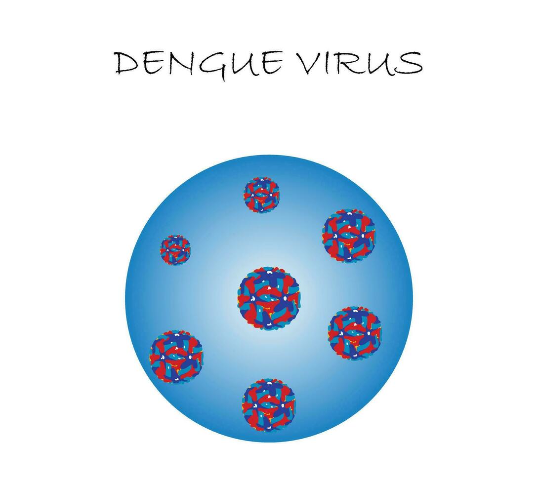 Dengue virus. Dengue virus DENV is the cause of dengue fever. It is a mosquito-borne, single positive-stranded RNA virus. Virion includes RNA strands, proteins, and envelopes. vector