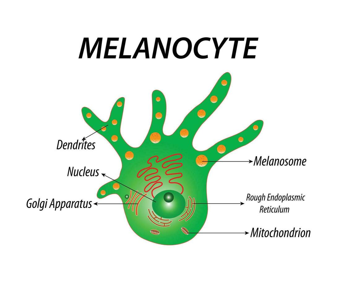 Melanocyte structure and anatomy. melanin-producing cells. Melanin is the pigment responsible for skin color. vector poster