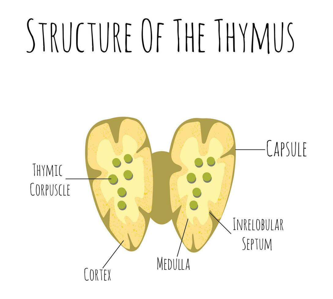 Thymus human organ and gland anatomy with lungs and thyroid in a 3D illustration style. vector