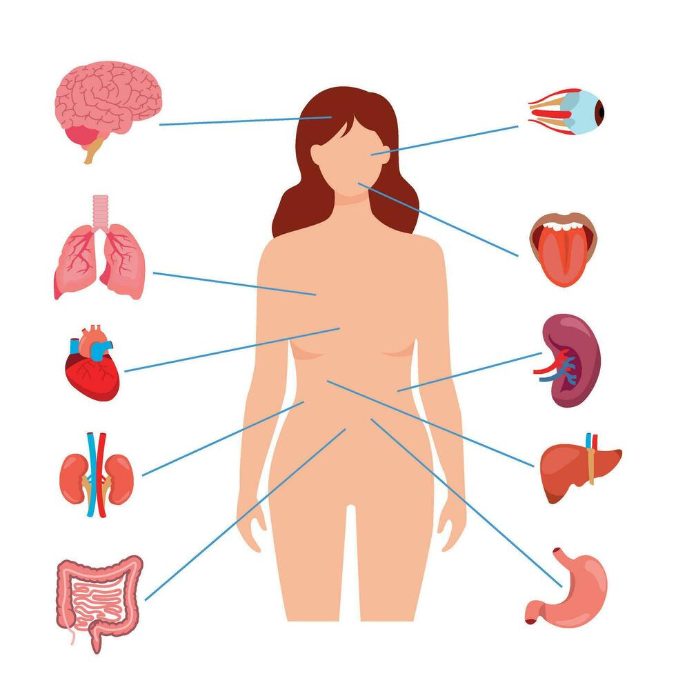 conjunto de órganos internos de anatomía humana con cerebro, pulmones, intestino, corazón, riñón, páncreas, bazo, hígado y estómago. ilustración vectorial aislada vector