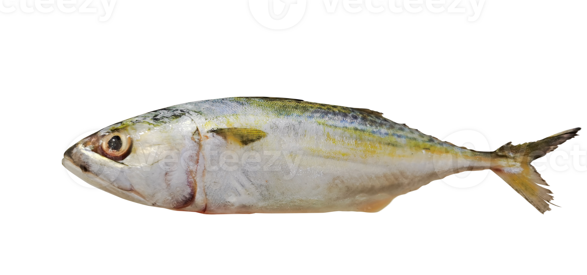 mackerel PNG transparent