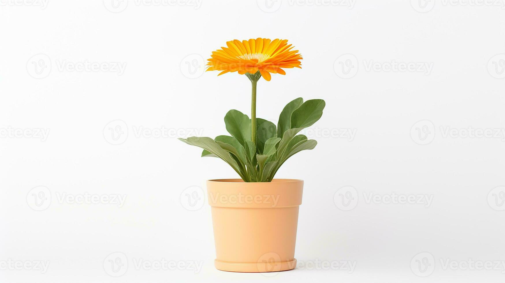 Photo of Calendula flower in pot isolated on white background. Generative AI