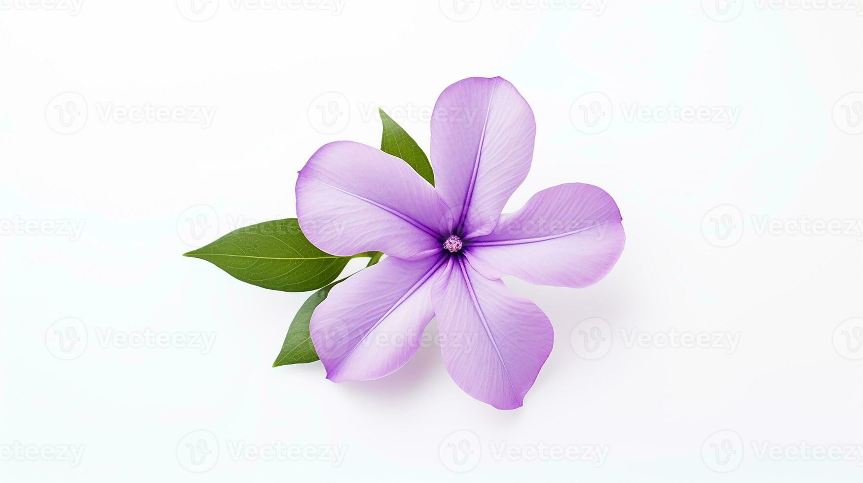 Photo of beautiful Vinca flower isolated on white background. Generative AI