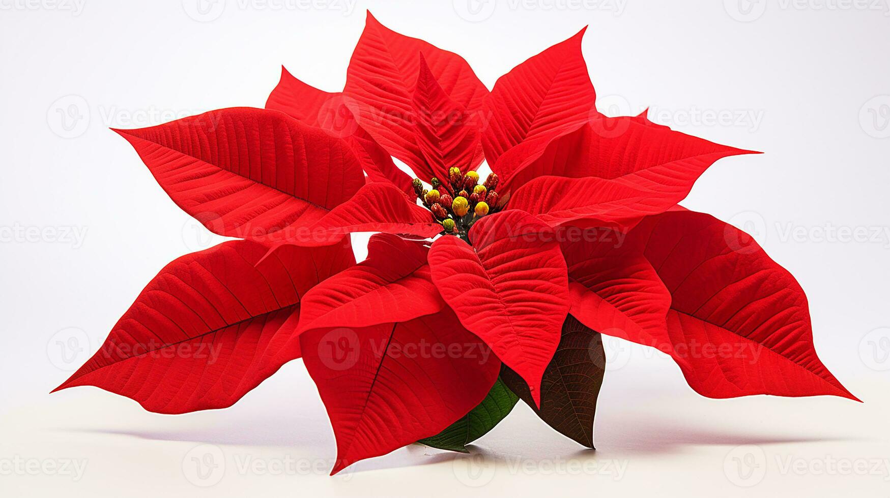 Photo of beautiful Poinsettia flower isolated on white background. Generative AI