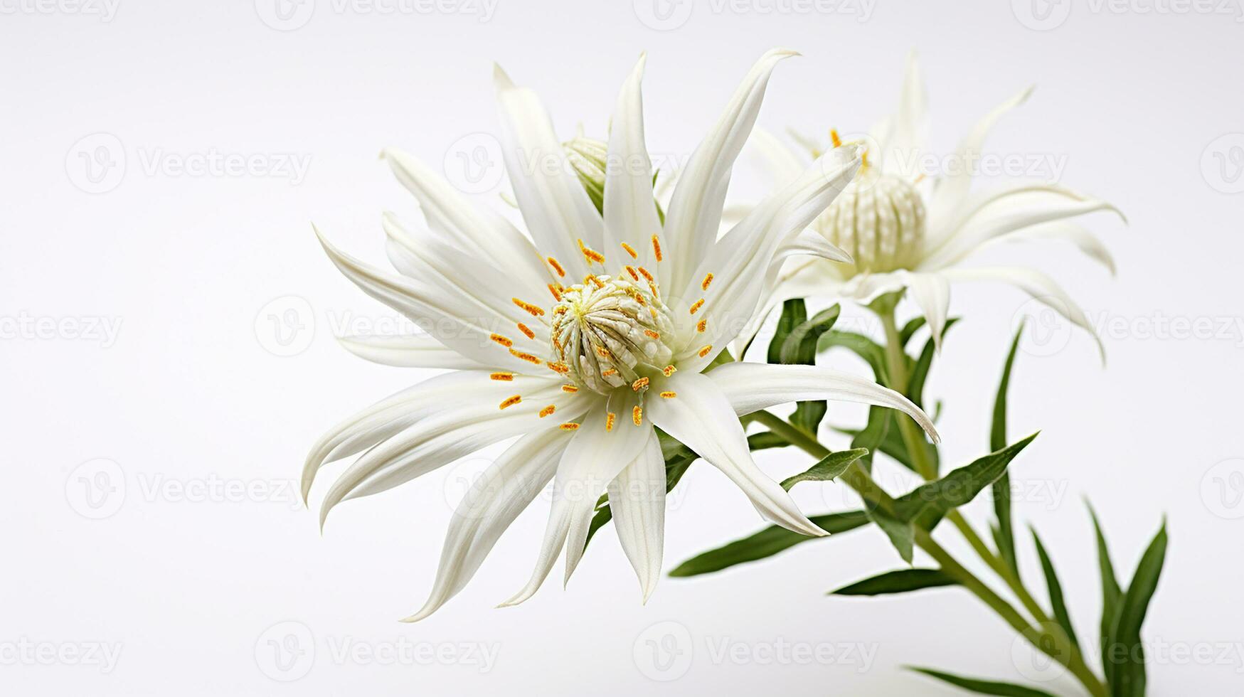 Photo of beautiful Edelweiss flower isolated on white background. Generative AI