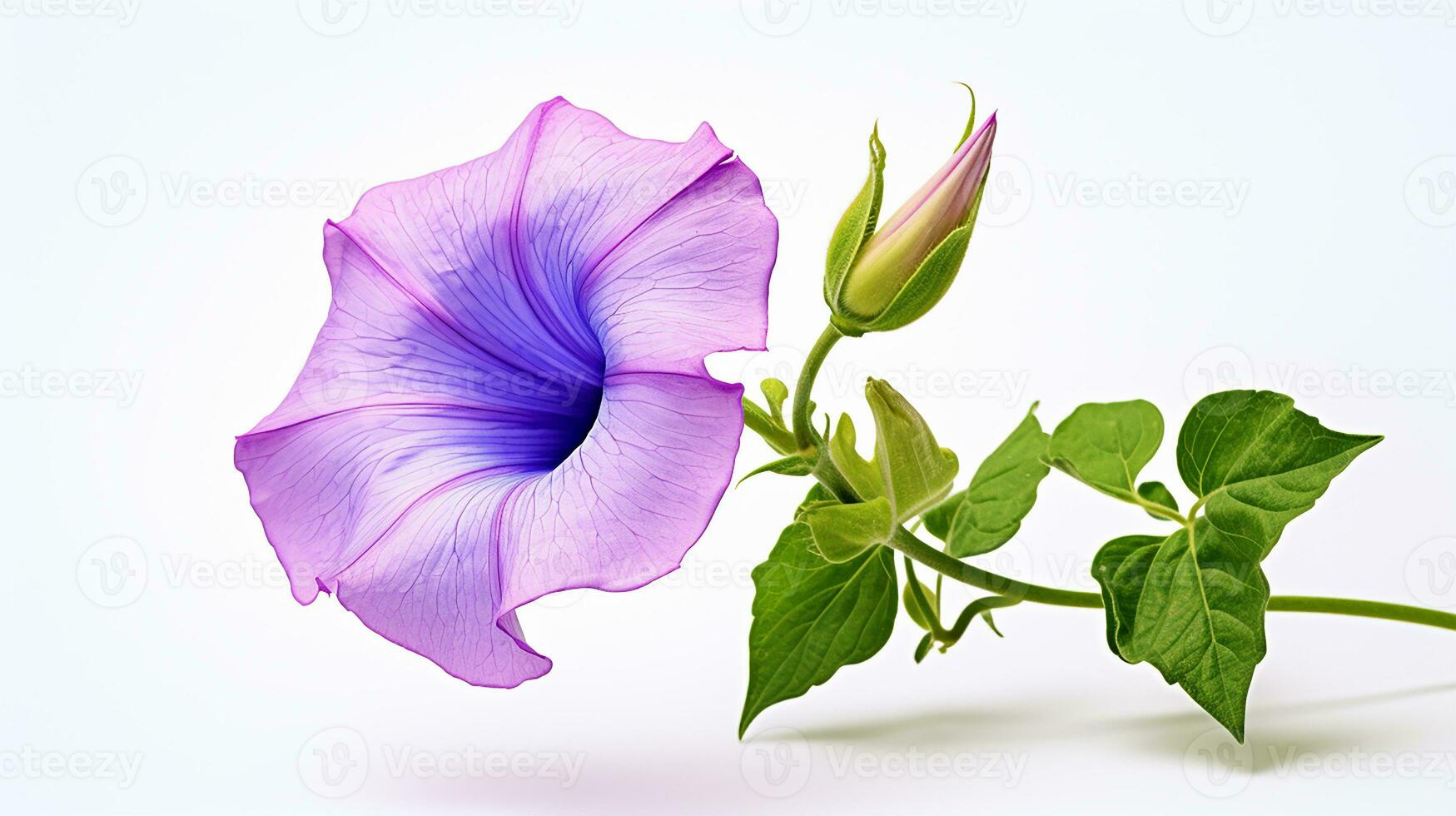 Photo of beautiful Morning Glory flower isolated on white background. Generative AI
