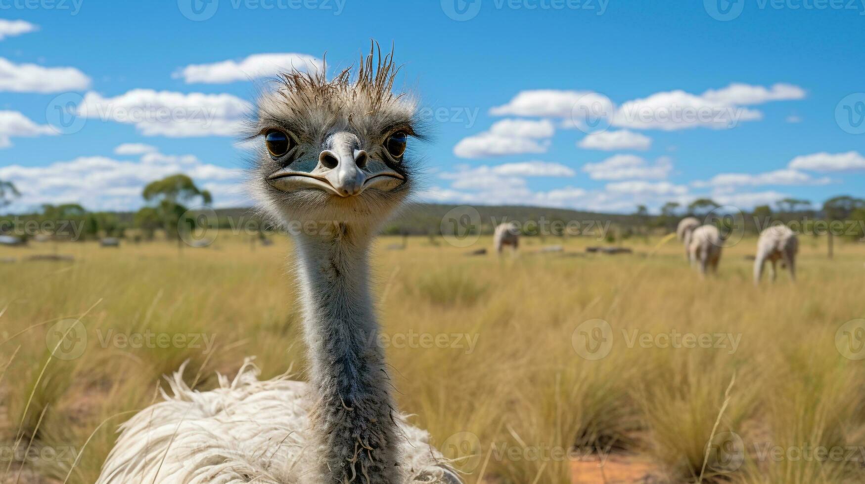 Photo of a Emu in the Farmland. Generative AI