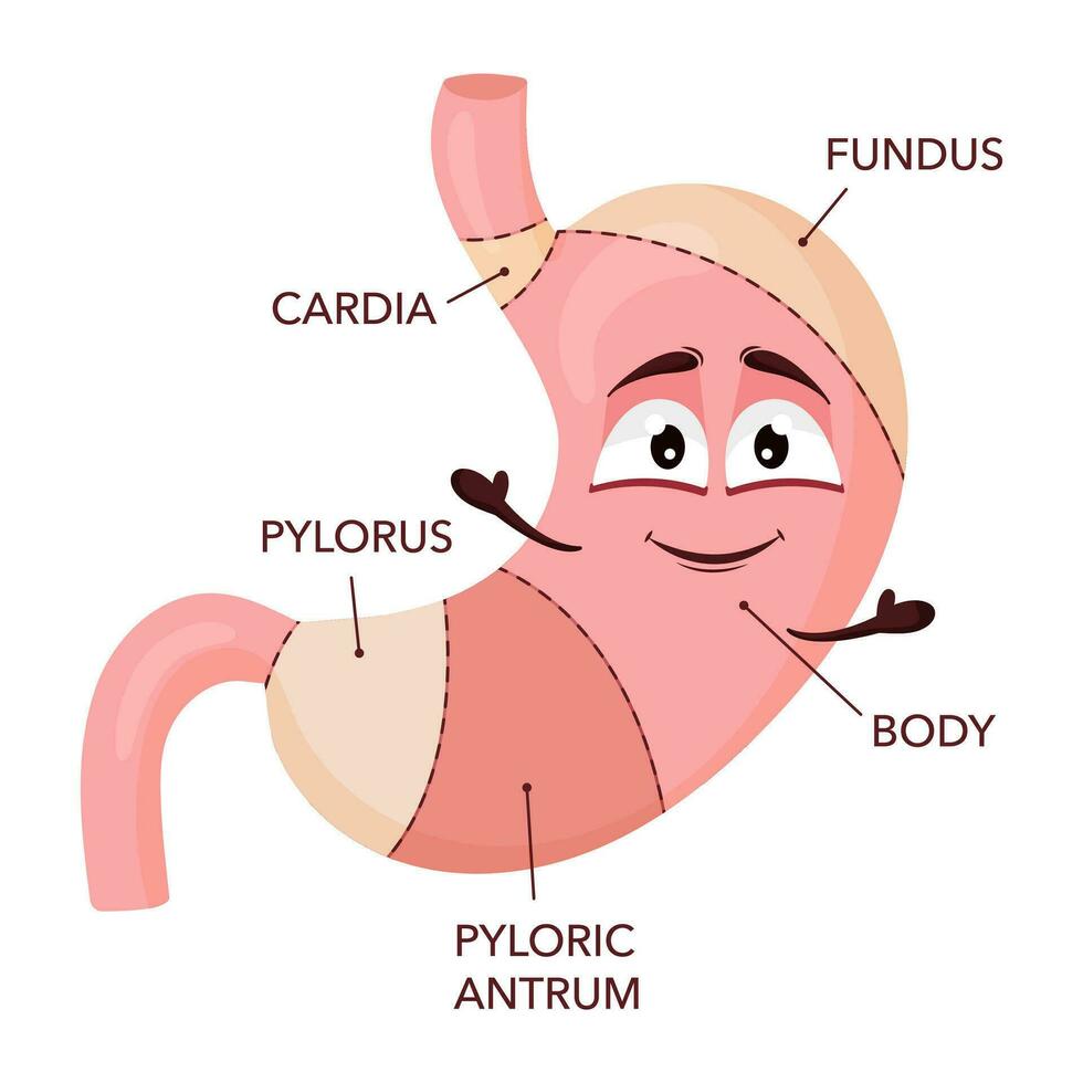 Human stomach anatomy. Cartoon stomach character with face. Medical educational diagram vector