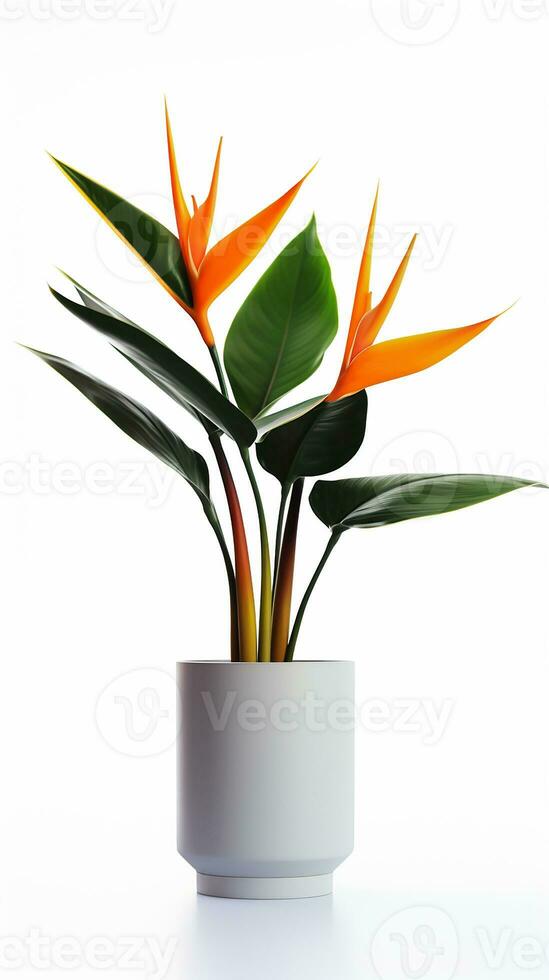 Photo of Bird of Paradise flower in pot isolated on white background. Generative AI