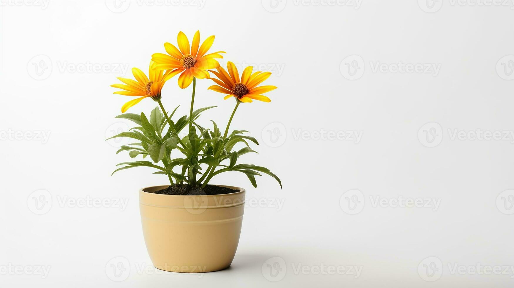 Photo of Gazania flower in pot isolated on white background. Generative AI