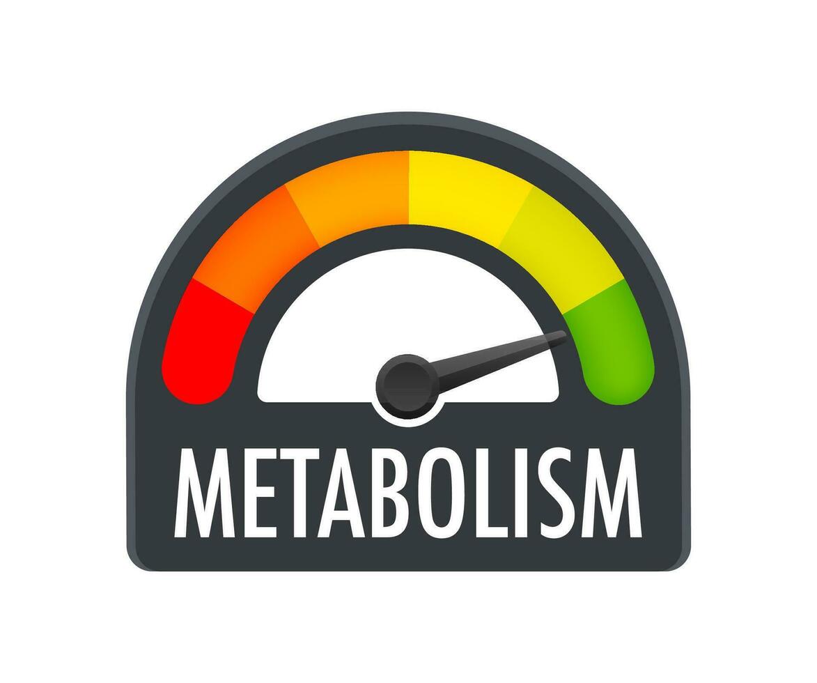 Metabolism level scale. Sign tachometer, speedometer, indicators Vector stock illustration