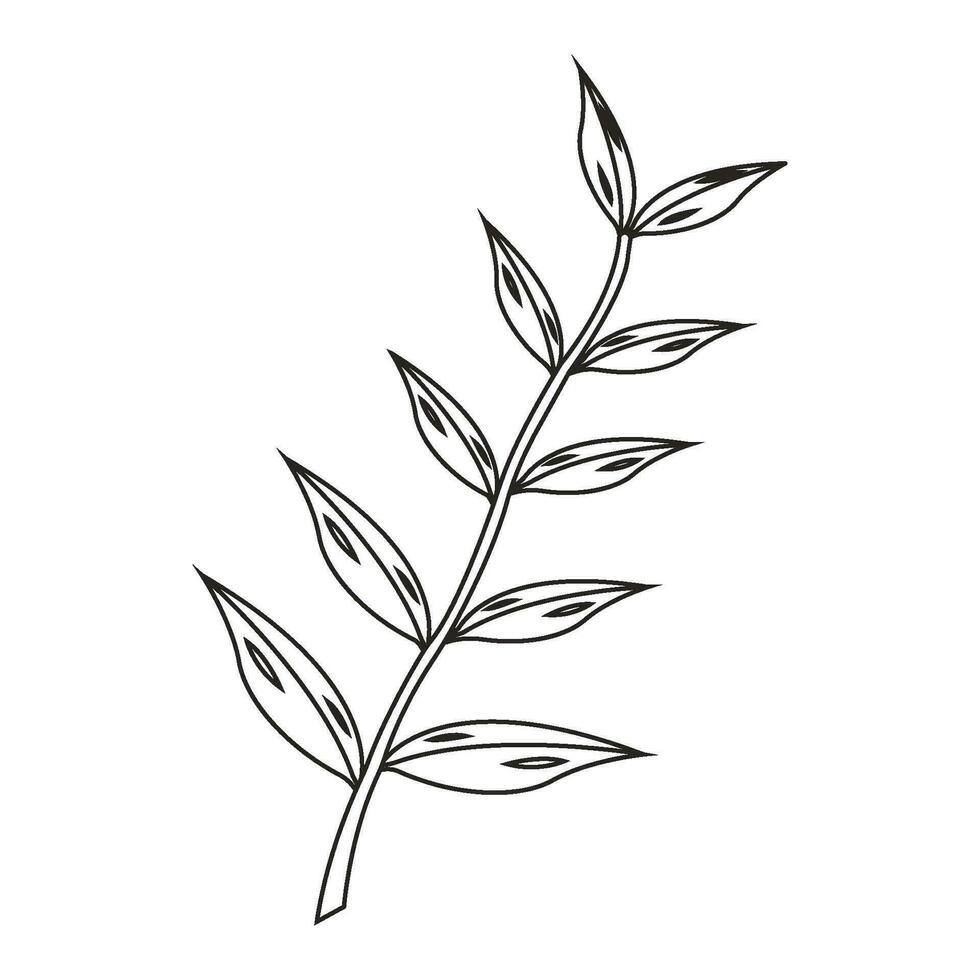 Eucalyptus oil leaf icon vector