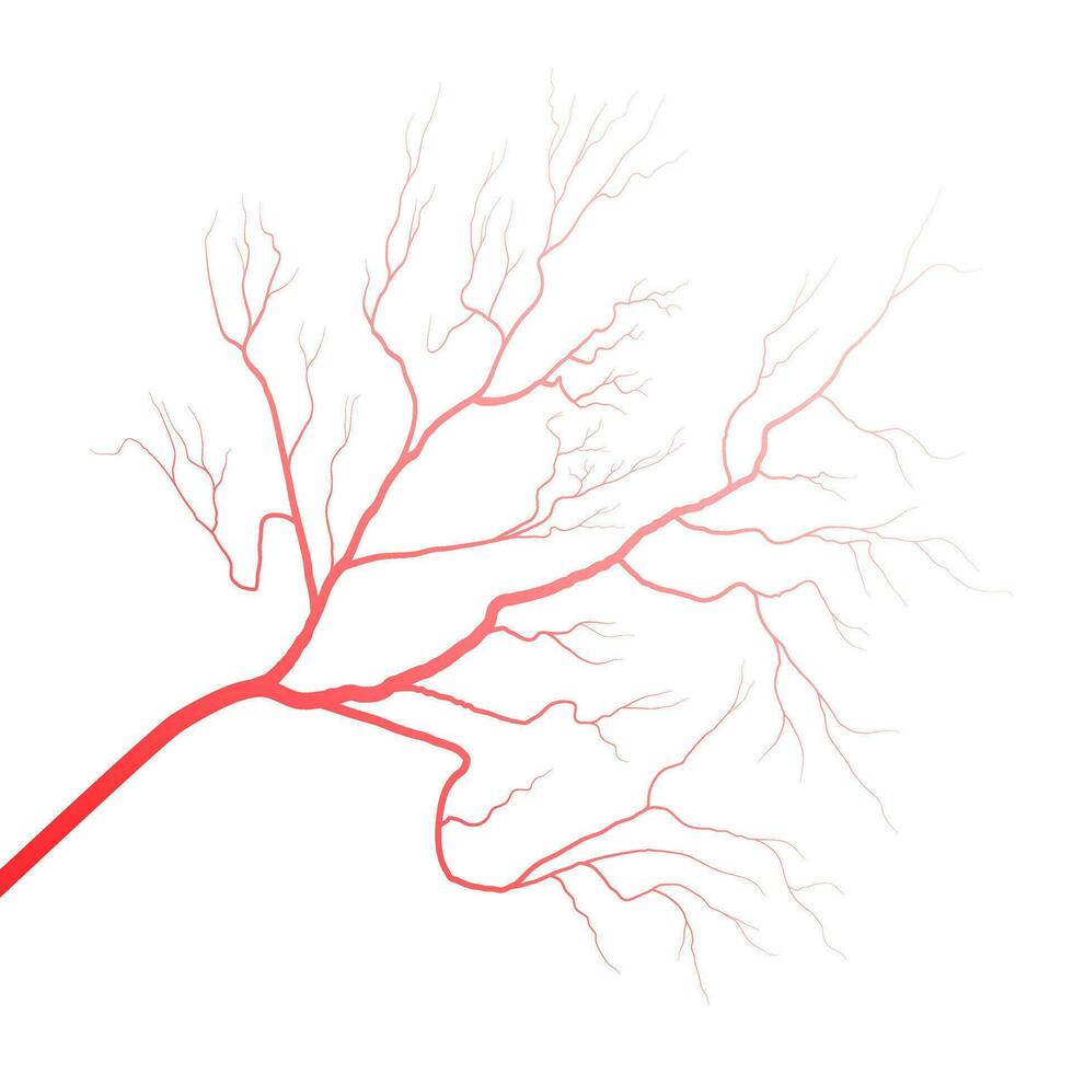 Human eye blood veins vessels silhouettes vector illustration isolated on white background.