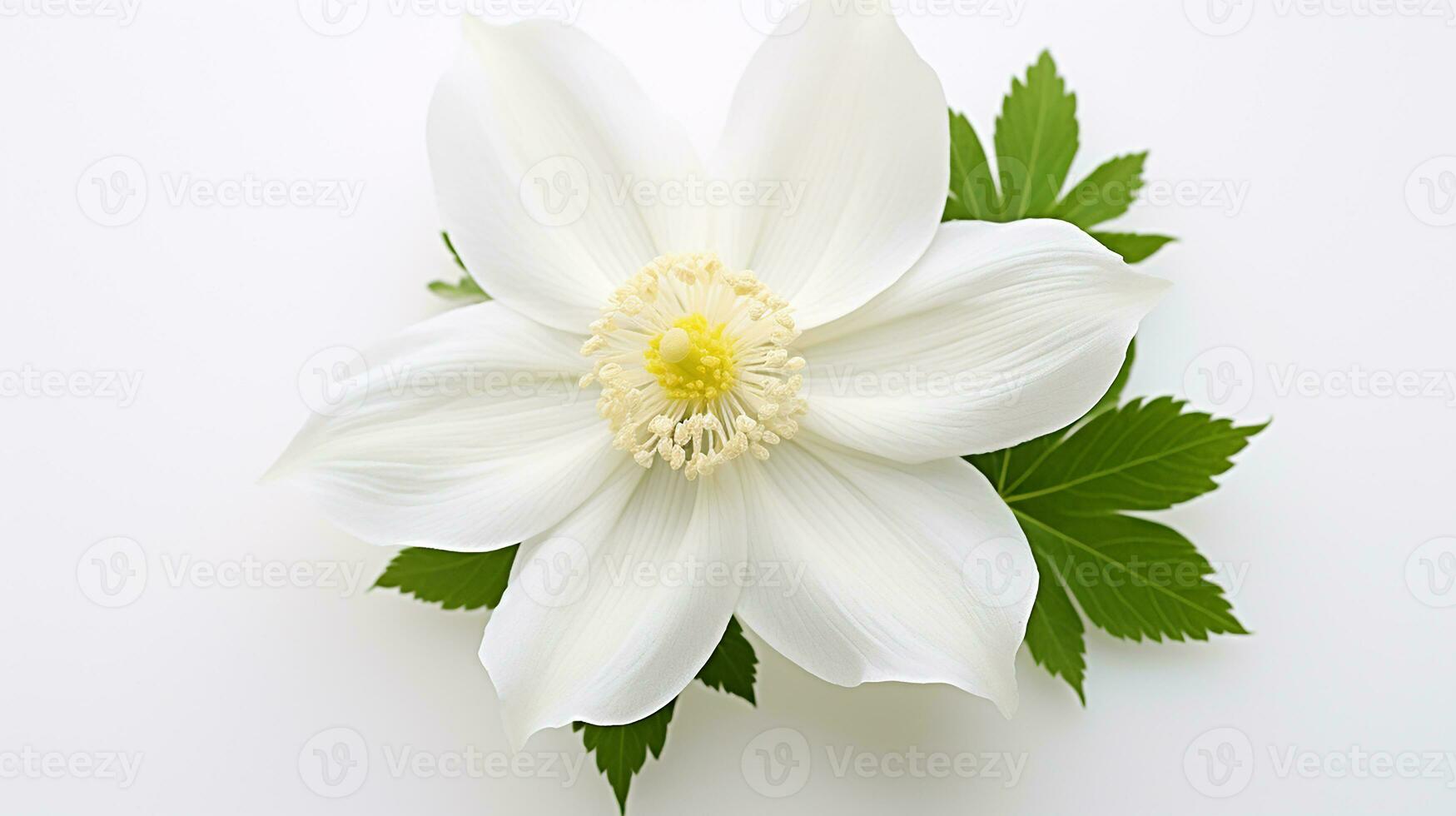 Photo of beautiful Wood Anemone flower isolated on white background. Generative AI