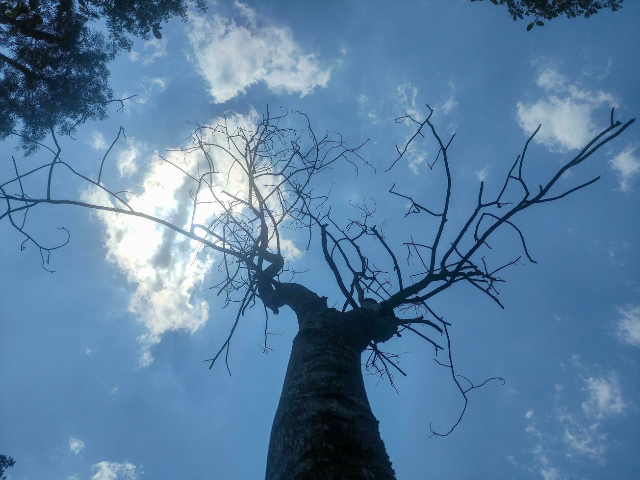 dry tree in the middle of the garden in the photo from below