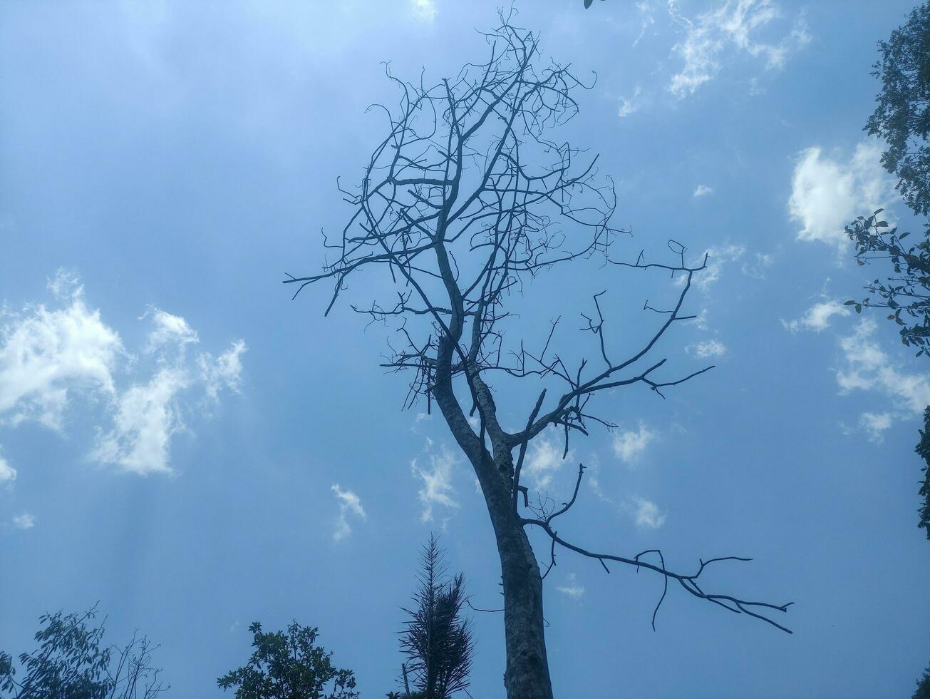 seco árbol en el medio de el jardín en el foto desde abajo