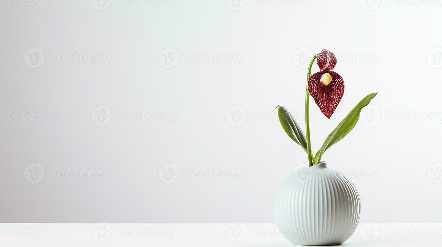 Photo of Ladys Slipper flower in pot isolated on white background. Generative AI