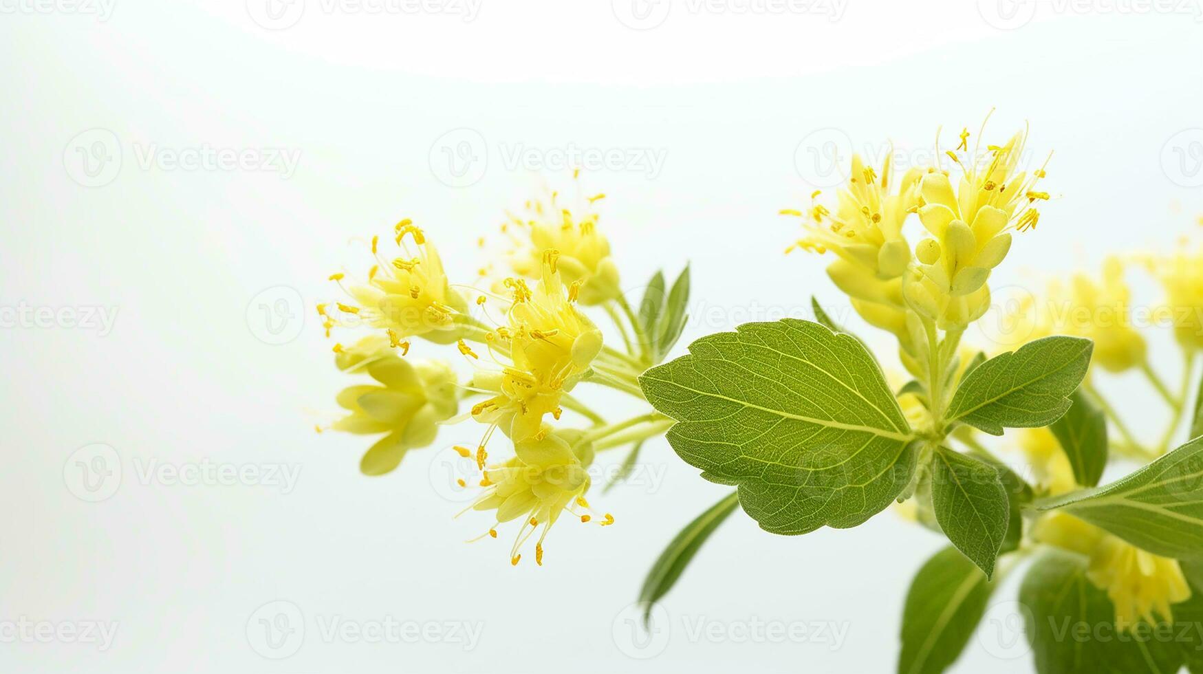 Photo of beautiful Bishop's Weed flower isolated on white background. Generative AI
