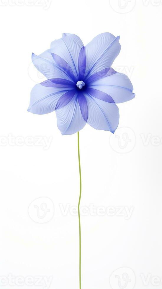Photo of beautiful Balloon flower isolated on white background. Generative AI