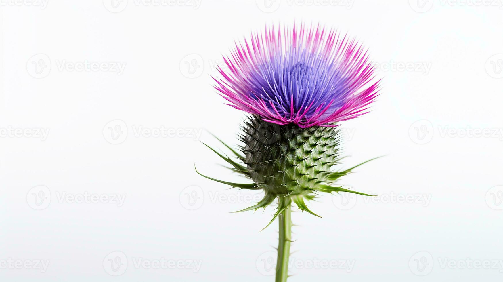 Photo of beautiful Thistle flower isolated on white background. Generative AI