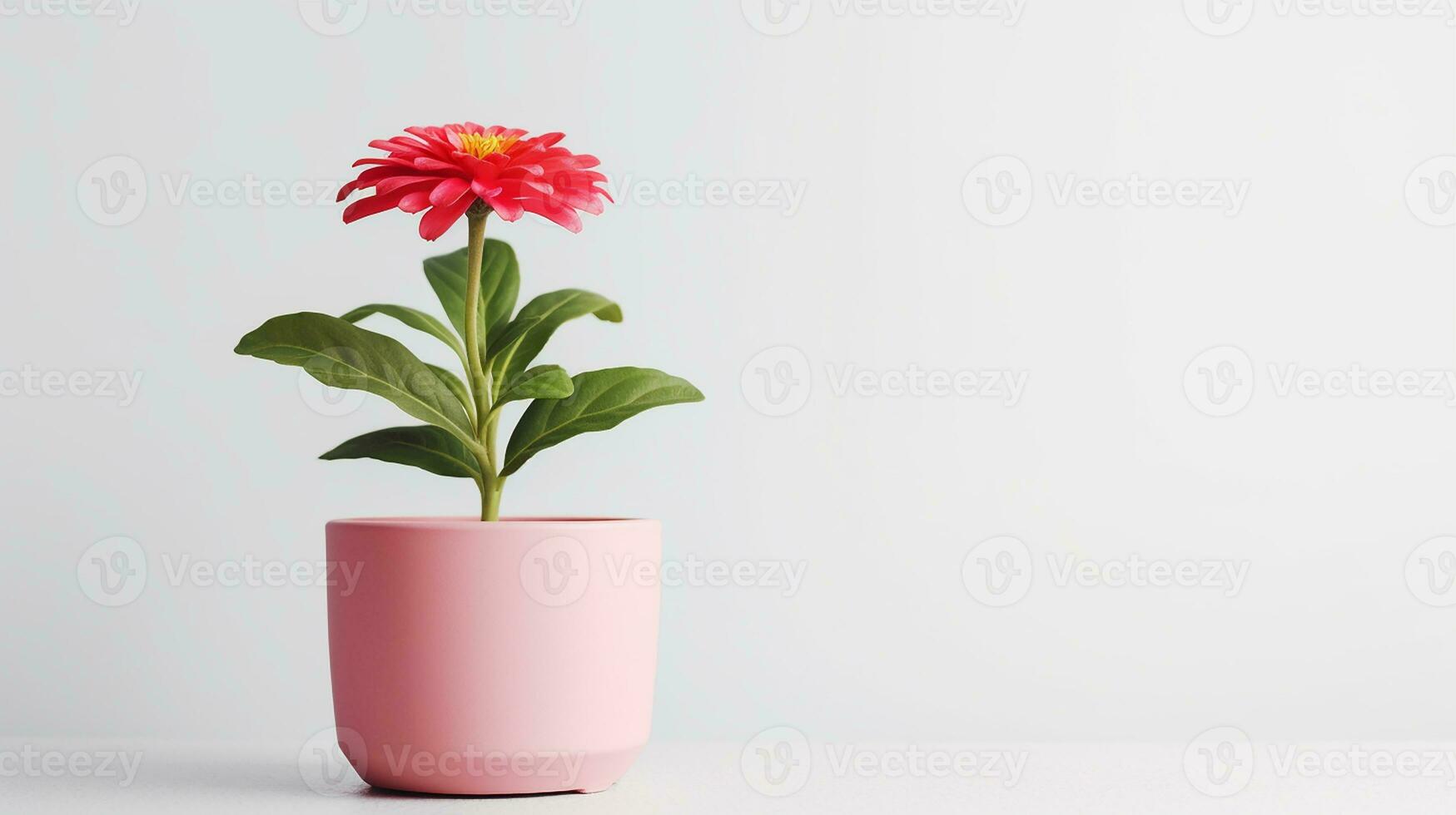 Photo of Zinnia flower in minimalist pot isolated on white background