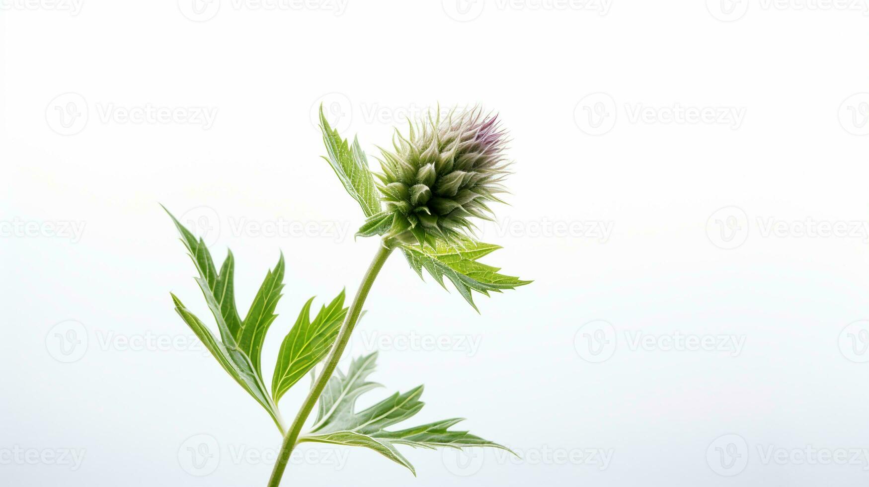 Photo of beautiful Bishop's Weed flower isolated on white background. Generative AI