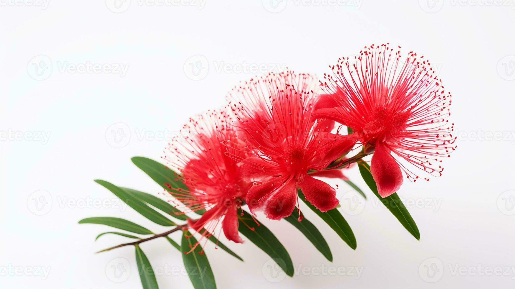 Photo of beautiful Bottlebrush flower isolated on white background. Generative AI