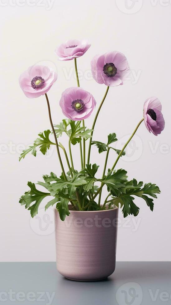 Photo of Anemone flower in pot isolated on white background. Generative AI