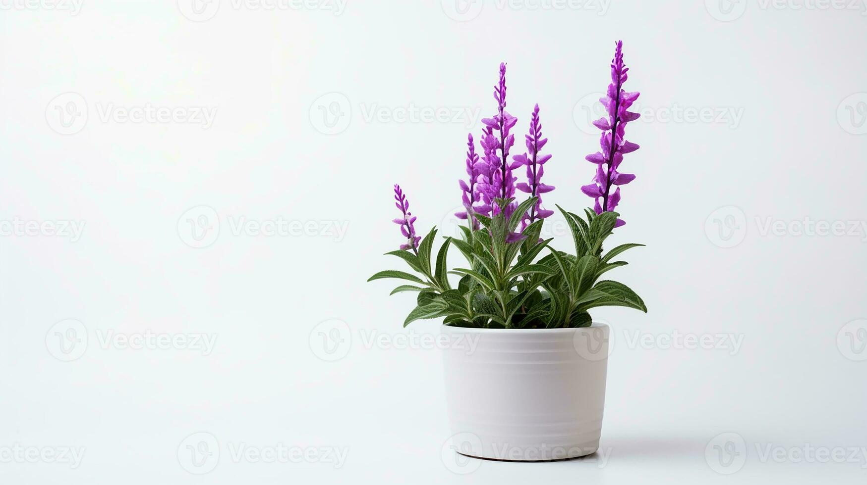 foto de salvia flor en maceta aislado en blanco antecedentes. generativo ai