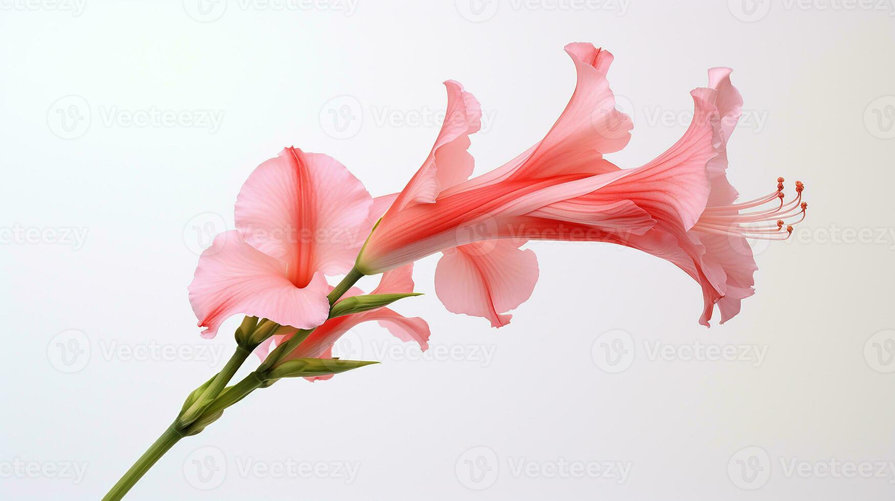 Photo of beautiful Gladiolus flower isolated on white background. Generative AI