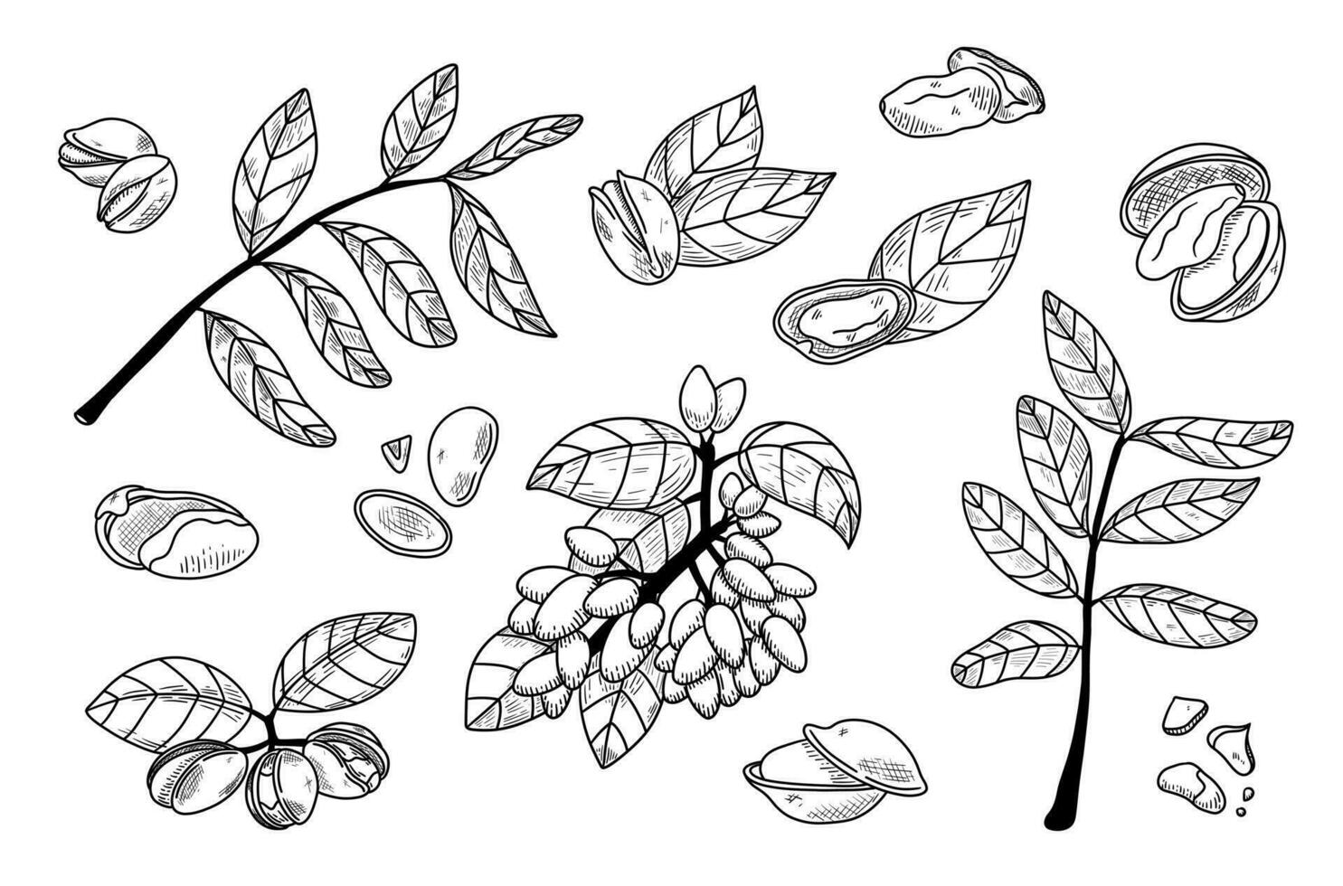 Outline pistachios set. Vector illustration in hand drawing sketch style. Healthy food ingredient for vegetarian diet. Botany collection of nut, nutshell, leaves, peel, branches, seed. Gourmet snack