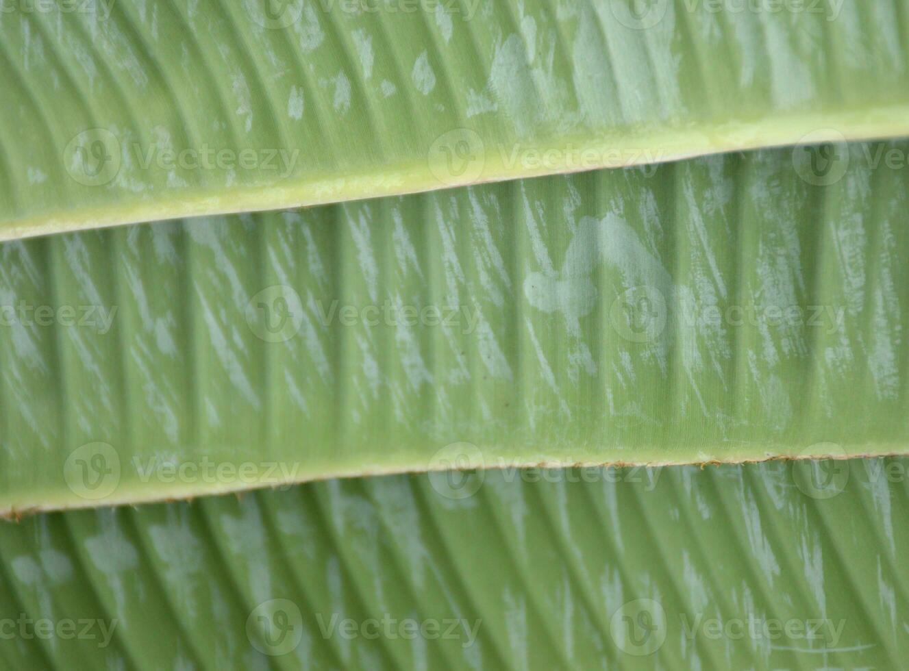 close - up of a banana leaf texture photo