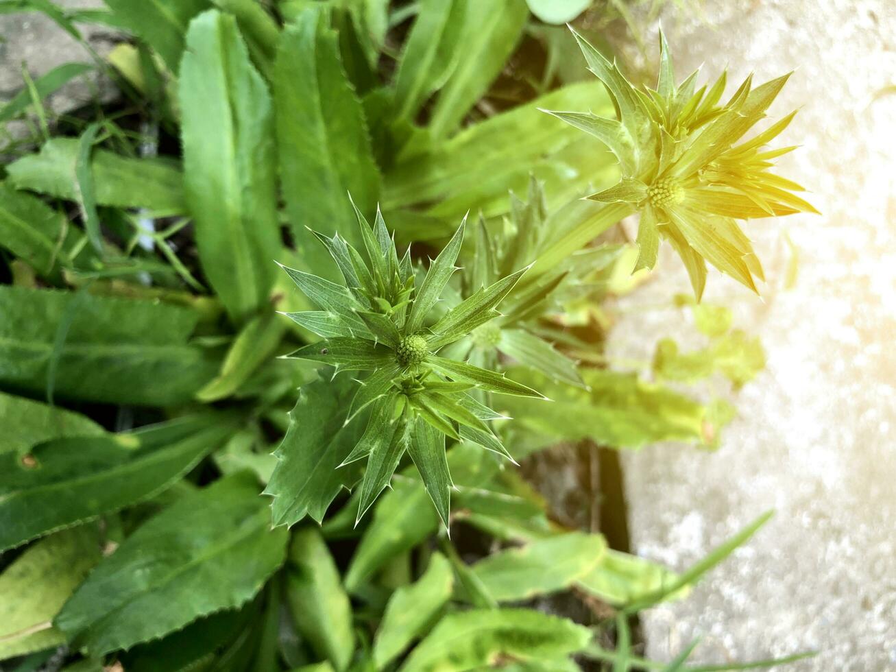 perejil planta en naturaleza jardín foto